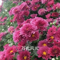 精品北京夏菊