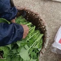 岳池县新鲜油菜苔，蔬菜
