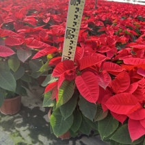 一品红，中国红，年销花，租摆，大型活动庆典，基地直发