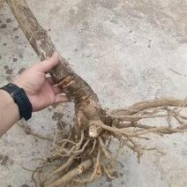 正宗四川青皮高杆大通草桩苗根须完整。栽种成活率高