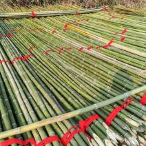 4-10米小山竹
