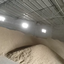 水稻香粳稻