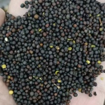 内蒙古呼伦贝尔一级油菜籽