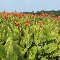 精品花叶美人蕉优质花叶美人蕉