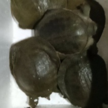 商品活甲鱼