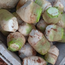 四川大头菜大量上市可以走挂车机洗大头菜泥大头菜