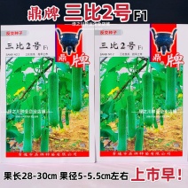 鼎牌三比2号丝瓜种子特早熟硬果长丝瓜种籽高产大棚露地水瓜