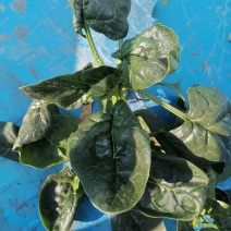 趴地菠菜