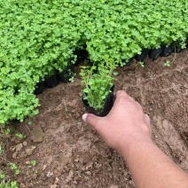 精品三叶草优质三叶草