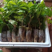 三角梅小苗基地批发庭院种植藤本围墙爬藤花梅花三角梅树