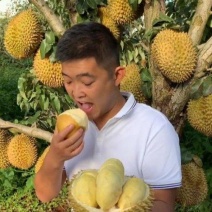 金枕榴莲一手批发价格，A果保5房，坏果包赔，货到付款