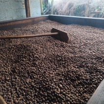 纯野生高山小籽茶油
