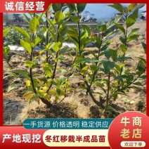福建冬红冬青移栽半成品苗本人从业三十余年致电有优惠！