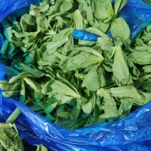 大叶茼蒿