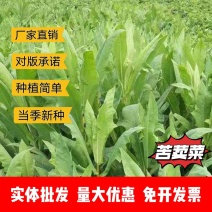 苦荬菜厂家资源批发价全国发货价格便宜欢迎下单咨询