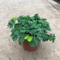 精品含羞草优质含羞草