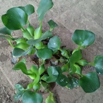 精品水葫芦优质水葫芦