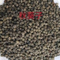 秋葵子1公斤中药材黄秋葵子秋葵籽新货秋葵子黄秋葵