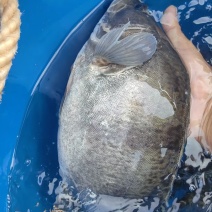 水库生态桂花鱼，鳜鱼