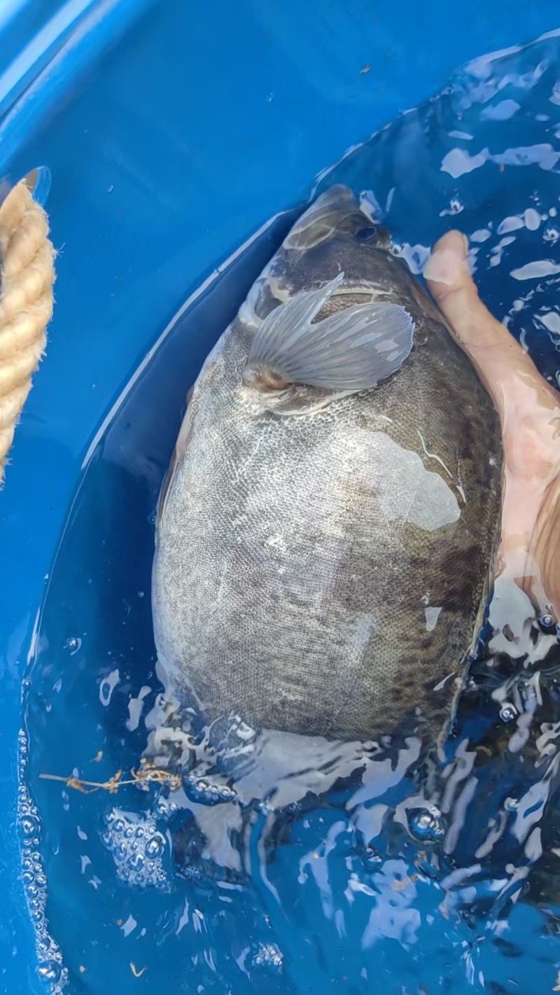 水库生态桂花鱼,鳜鱼