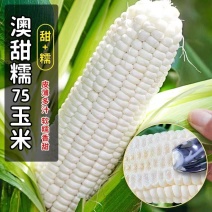 澳甜糯75玉米种子白甜糯玉米种子大棒高产早熟玉米香甜糯细