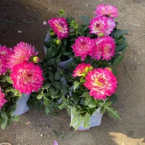 精品小丽花优质小丽花