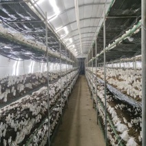 鸡腿菇千口基地批量采摘啦