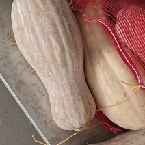 精品蜜本南瓜大量供应，货源充足，山东聊城产地直发。