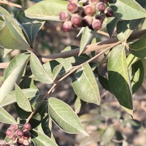 蔓荆子树苗