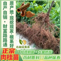 肉桂树苗玉桂苗桂皮大树苗广西肉桂苗五香料玉桂树苗食用