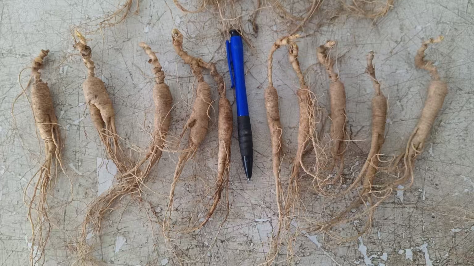 池底参实物图展示