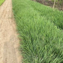 精品画眉草优质丽色画眉草