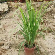 精品悍芒优质悍芒