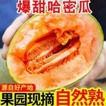 晓蜜25哈密瓜/海南哈密瓜/乐东哈密瓜/产地代办欢迎来电