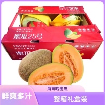《精品推荐》海南哈密瓜/晓蜜25哈密瓜/产地批发