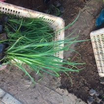 精品细叶苔草优质细叶苔草