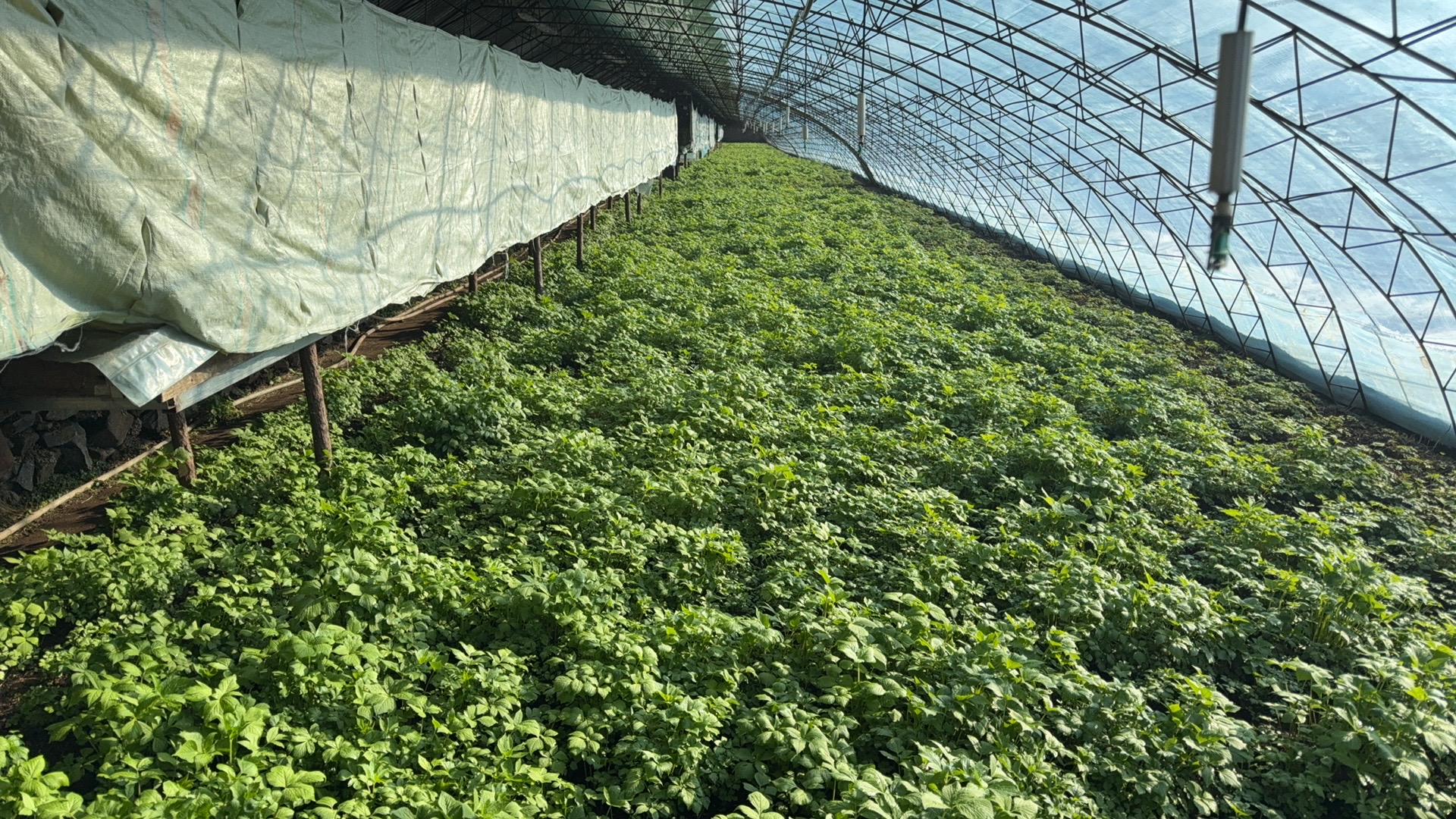 山芹在山竹树下生长的场景