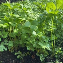 山芹菜，无科技狠活，欢迎选购。