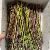 猴腿菜，无科技狠活，欢迎选购。