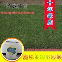 进口魔毯匍匐剪股颖草籽庭院别墅耐践踏高尔夫球场草坪种子
