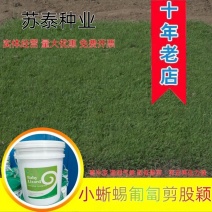 剪股颖a4a1小蜥蜴草坪草籽庭院别墅矮生草皮种子少修