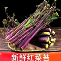 红菜苔红花芯湖北红菜苔红油菜产地发货