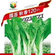 早熟白菜苔种子广东菜薹国苔秋香120早熟高产秋冬季菜