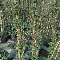 精品风车茉莉优质风车茉莉