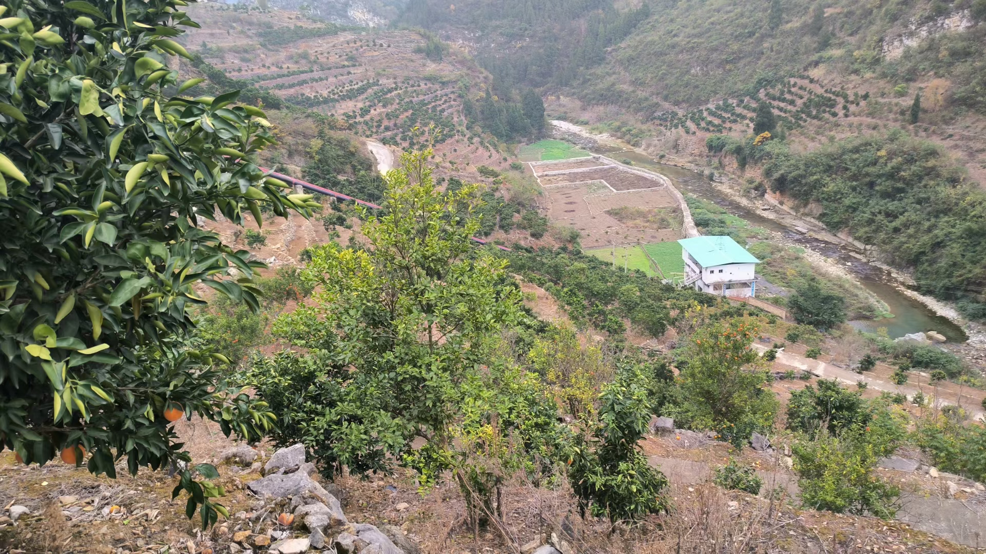 纽荷尔脐橙四季管理流程示意图