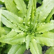 油麦菜，大量上市