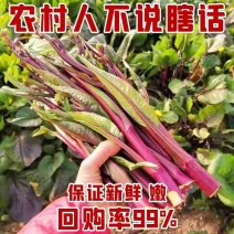 贵州红菜苔初三发货