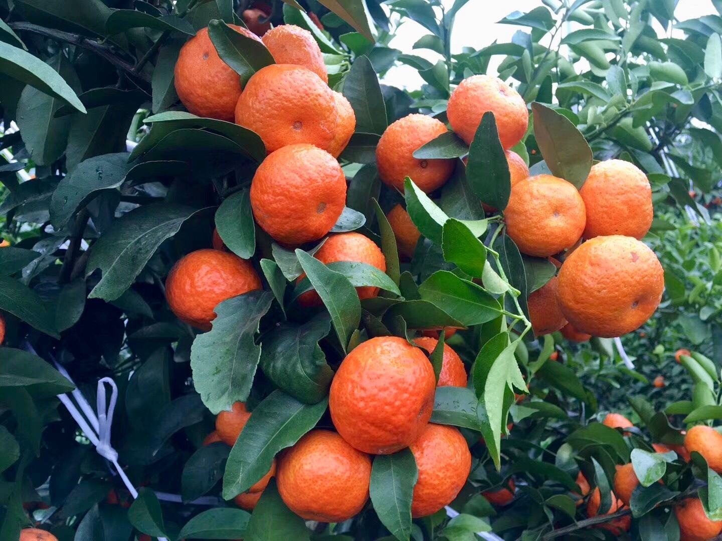 沙糖桔果实对比图，展示不同光泽度的果皮