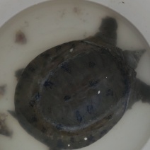 甲鱼