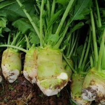 四川大头菜合包菜